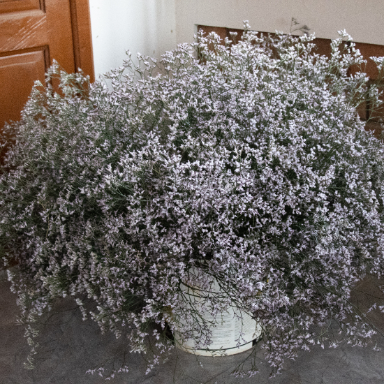 Limonium (Lilac)